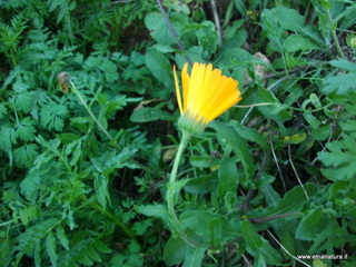 tapiccola-13-01-2013 09-51-56